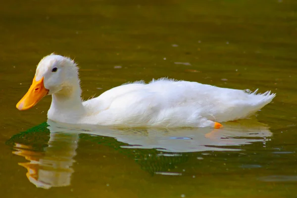 stock image Funny ducklings