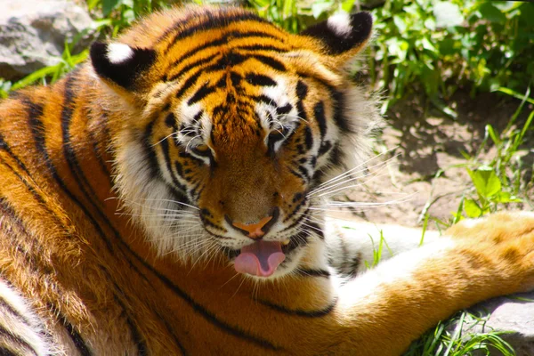 stock image Tiger taken in the Kiev Zoo