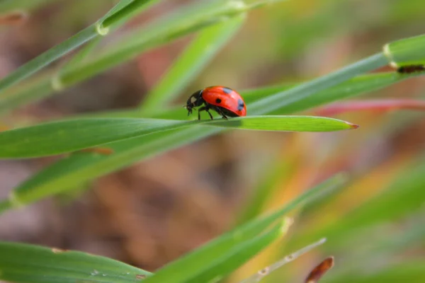 stock image Ladybird sitting in the grass