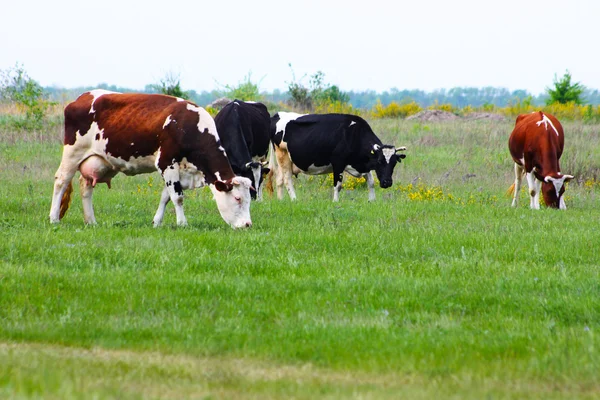 Cows in the green field — Stock Photo, Image