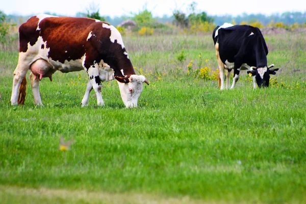绿地里的奶牛 — 图库照片