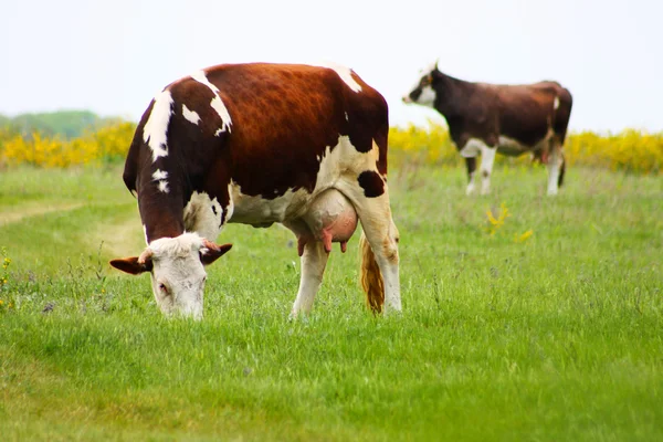 Коровы в зеленом поле — стоковое фото