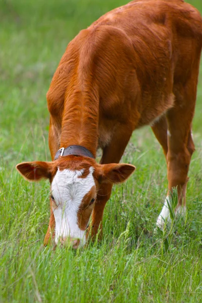 Vacas no campo verde — Fotografia de Stock
