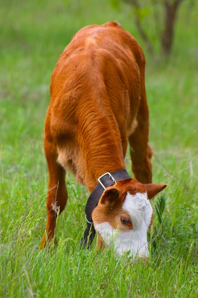 Коровы в зеленом поле — стоковое фото