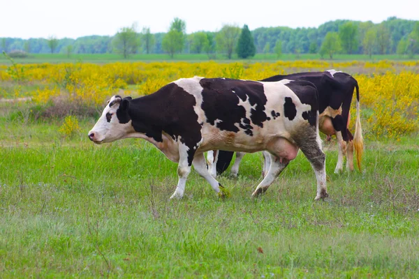 Vacas en el campo verde — Foto de Stock