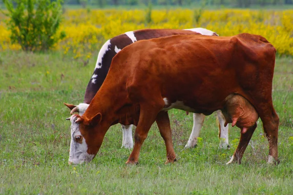 हिरव्या शेतात गायी — स्टॉक फोटो, इमेज