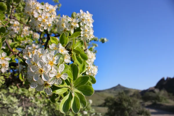 Stock image White flowers in crimean mountains