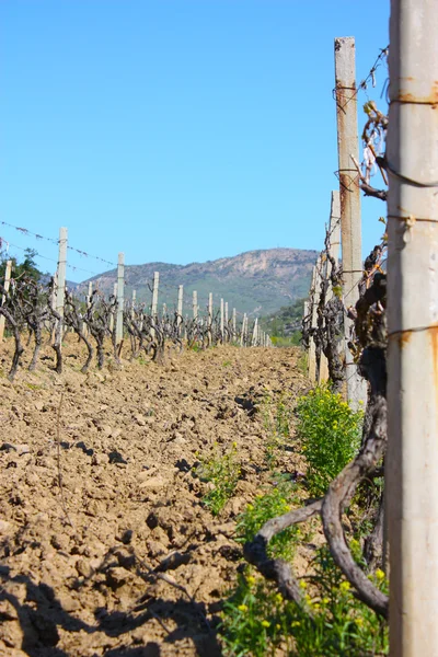 stock image Vineyard in the mountains