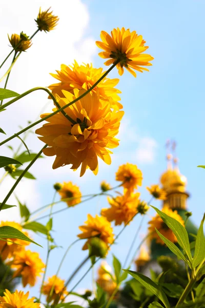Mooie gele mallow bloem — Stockfoto