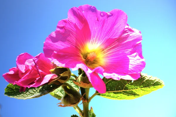 Krásný růžový sléz květ — Stock fotografie
