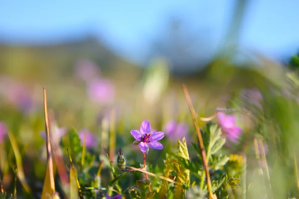 Lila virágok-Krím-félszigeten — Stock Fotó