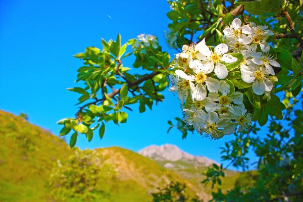 在克里米亚的野生苹果花 — 图库照片