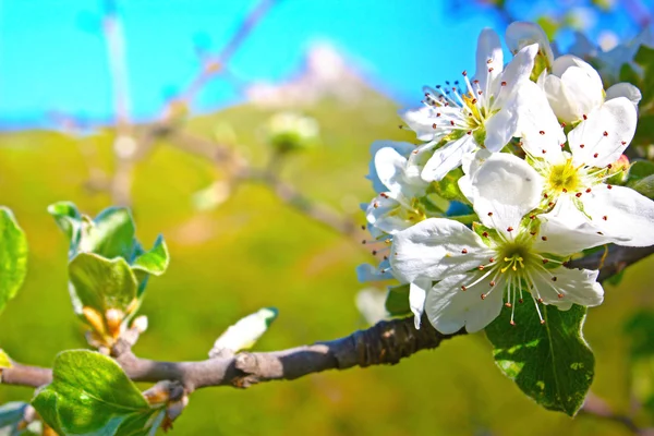 在克里米亚的野生苹果花 — 图库照片