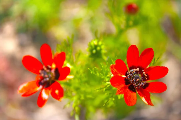 在克里米亚采取的野生红罂粟 — 图库照片