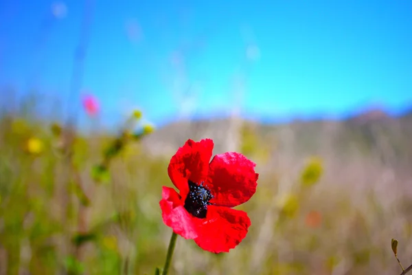 Wild Red Poppies taken in Crimea — Stock Photo, Image