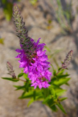 kır çiçekleri alanı