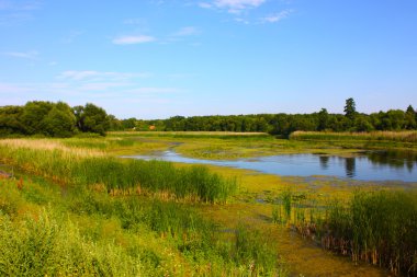 Ukrayna'nın ağaçlar ve Nehri