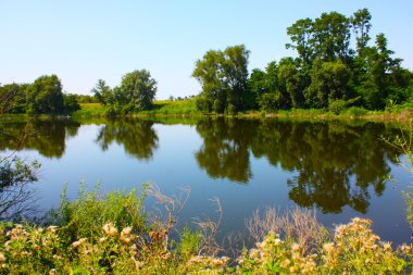 Ukrayna'nın ağaçlar ve Nehri