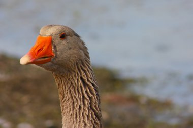 Göldeki ördekler