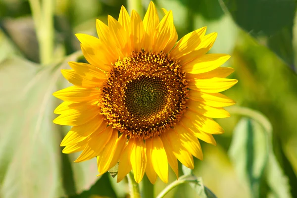 stock image Beautiful yellow sunflowers