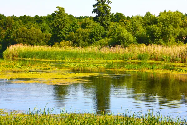 stock image River and trees of Ukraine