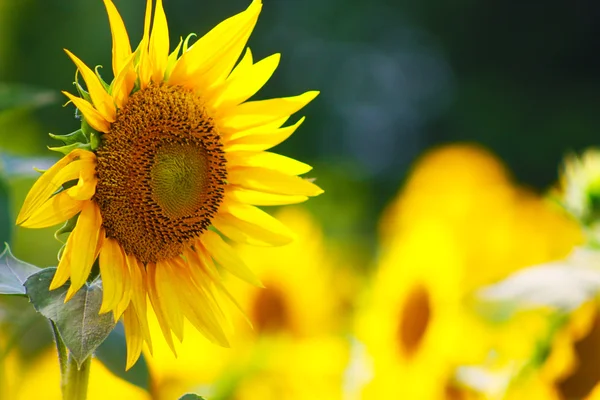 Krásná žlutá slunečnice — Stock fotografie