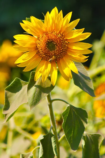 stock image Yellow fields of sunflowers