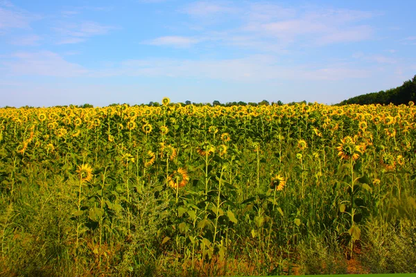 stock image Yellow fields of sunflowers