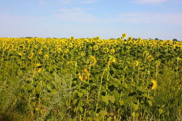 Stock image Yellow fields of sunflowers