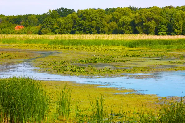 stock image River and trees of Ukraine