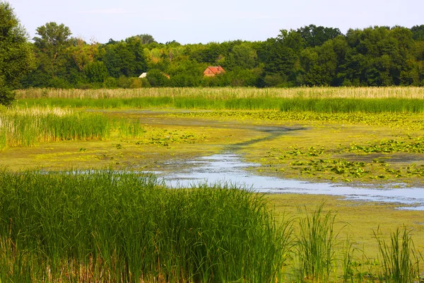 stock image River and trees of Ukraine