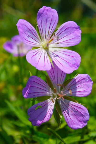 Wild flowers in field — Stock Photo, Image