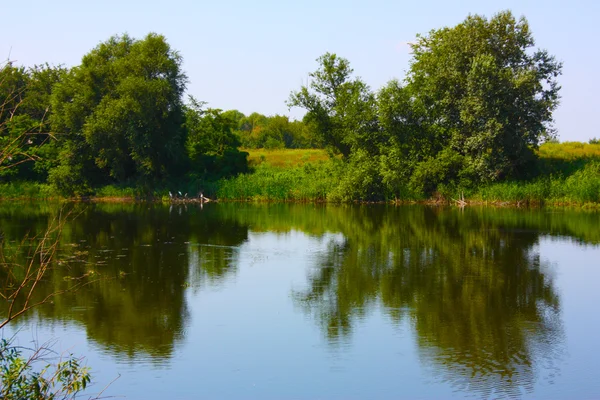 河和乌克兰的树木 — 图库照片