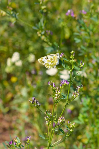 Hermosa mariposa en la hierba — Foto de Stock