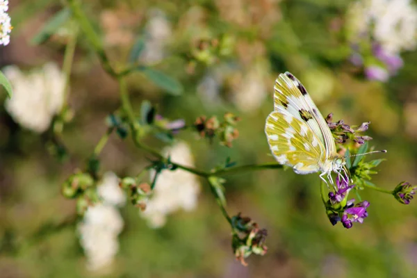 Piękny motyl w trawie — Zdjęcie stockowe