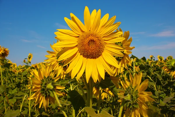 Красиві Соняшники жовтий — стокове фото