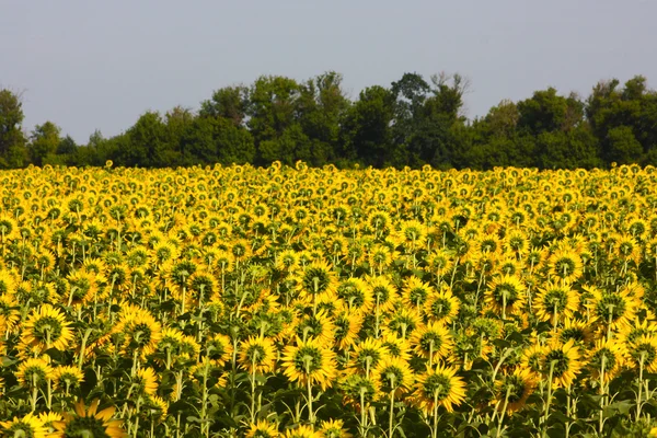 stock image Yellow fields of sunflowers