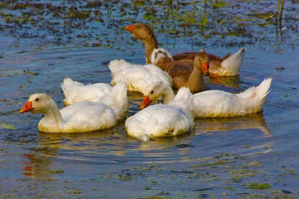 Kacsák a tóban — Stock Fotó