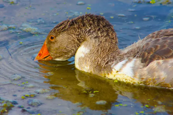 stock image Ducks in the lake