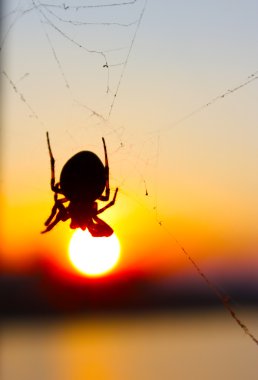 Spider and sunset in Kiev clipart