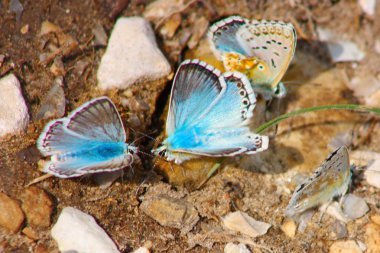 Polyommatus icarus mercanköşk - origanum vulgare üzerinde