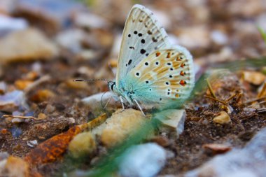 Polyommatus icarus on Marjoram - Origanum vulgare clipart