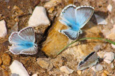 Polyommatus icarus mercanköşk - origanum vulgare üzerinde