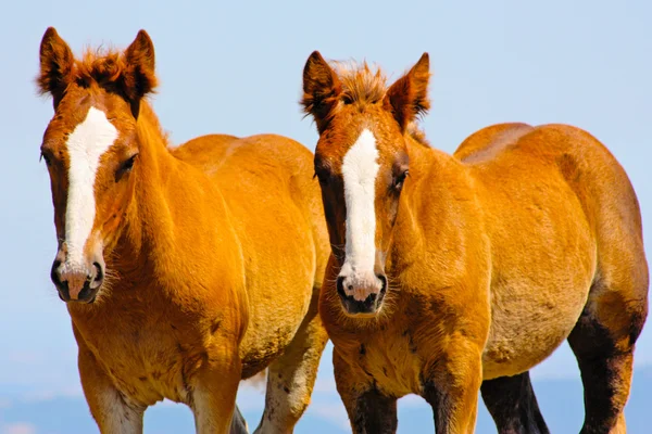 Hermosos caballos rojos tomados en las montañas italianas — Foto de Stock