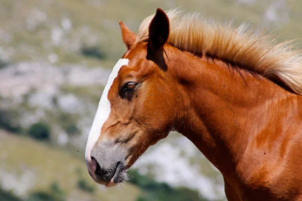 Vackra röda hästar i de italienska bergen — Stockfoto