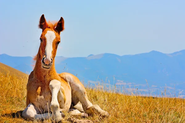 Bellissimi cavalli rossi presi tra le montagne italiane — Foto Stock