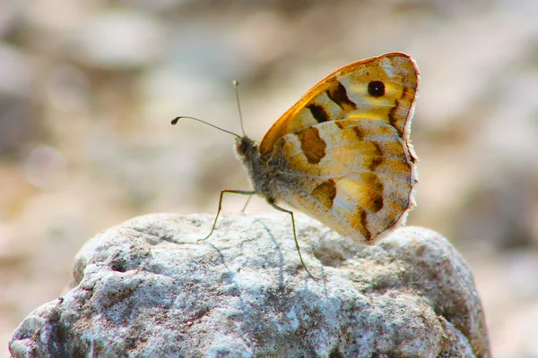 Lopinga achine mariposa — Foto de Stock