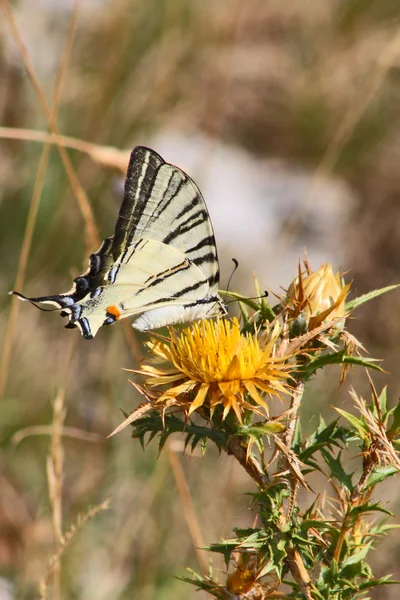Schöner Schwalbenschwanz-Schmetterling — Stockfoto
