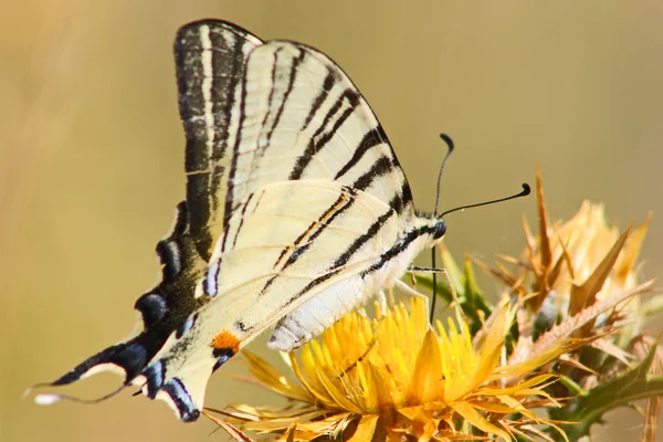 Hermosa mariposa cola de golondrina — Foto de Stock