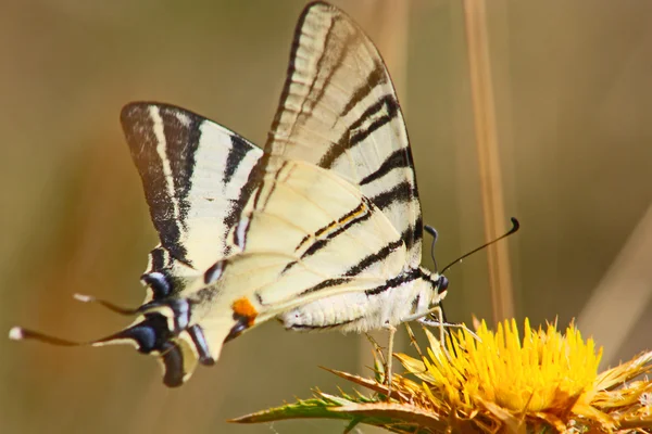 Schöner Schwalbenschwanz-Schmetterling — Stockfoto
